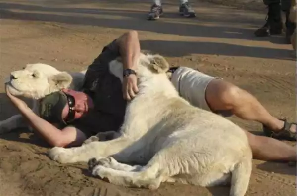 White Lions Kill Man In South Africa, Injure His Friend .